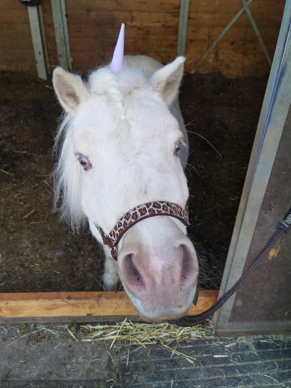 Pegasus_1