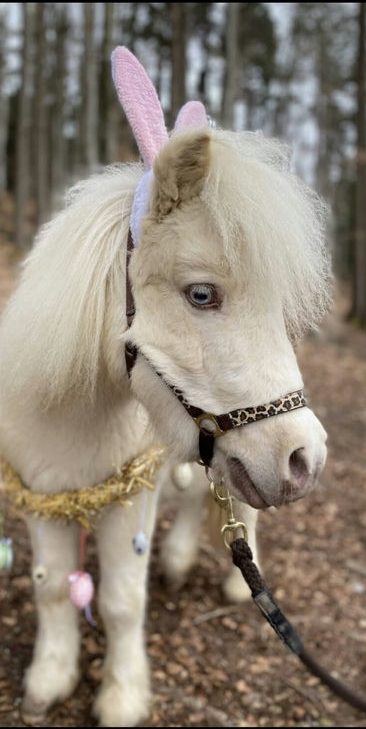 Pegasus_2